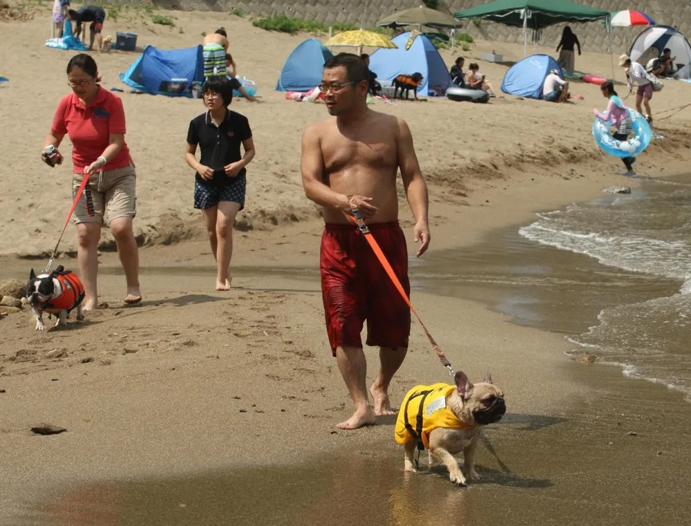 Dogs Play at Beach During Heat Wave