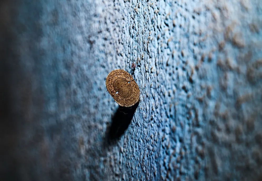 Some Photos: Insects