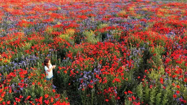 Eight-years-old Alina takes pictures in a field of blooming poppies near Wernigerode, Germany, Monday, June 19, 2023. (Photo by Matthias Schrader/AP Photo)