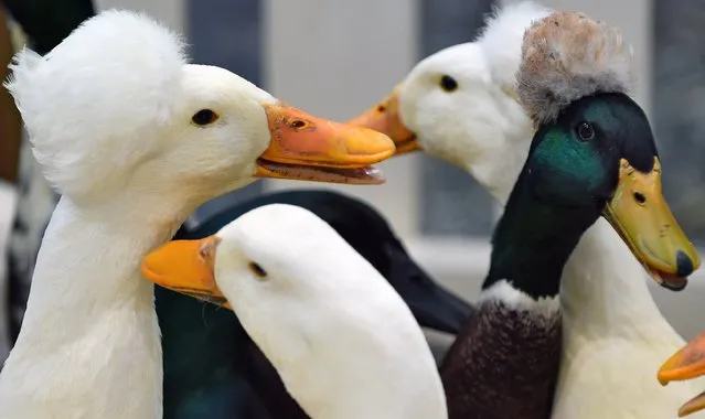 Bonnet ducks are pictured at the Haus-Garten-Freizeit (Home – Garden – Leisure) fair in Leipzig, eastern Germany, on February 7, 2015. Around 870 exhibitors from 19 countries take part in the consumer fair running from February 7 to 15, 2015. (Photo by Hendrik Schmidt/AFP Photo/DPA)