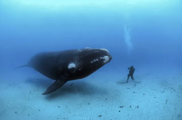 An adult Southern Right Whale, (Eubalaena australis) encounters a diver on the sandy sea bottom at a depth of 22-meters off the Auckland Islands, New Zealand (sub Antarctic islands). (Photo by Brian Skerry)