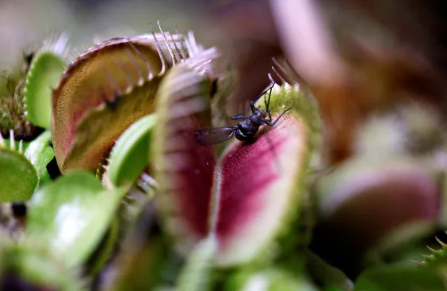 An insect lands on a Venus flytrap, a meat-eating plant on display at the carnivorous plant fair “Dejate Atrapar” (Let Yourself Get Caught), in Bogota, Colombia July 19, 2018. (Photo by Luisa Gonzalez/Reuters)