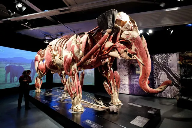A plastinated Asian elephant is on display in the exhibition 'Koerperwelten der Tiere' (lit. body worlds of animals) at the Natural History Museum in Braunschweig, Germany, 15 January 2016. The museum presents works of German anatomist Gunther von Hagens from 16 January until 10 April. The exhibit focusses on plastinates of pets as well as exotic animals. (Photo by Peter Steffen/EPA)