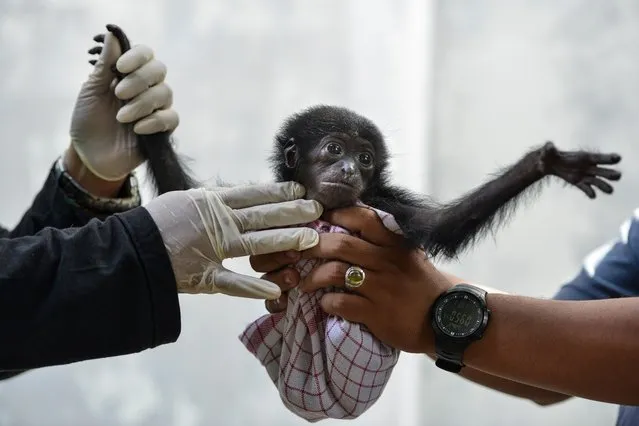 Vets check a baby siamang, or black-furred gibbon, rescued from a villager, at the local nature conservation agency's office in Banda Aceh, Aceh province on November 1, 2018. (Photo by Chaideer Mahyuddin/AFP Photo)