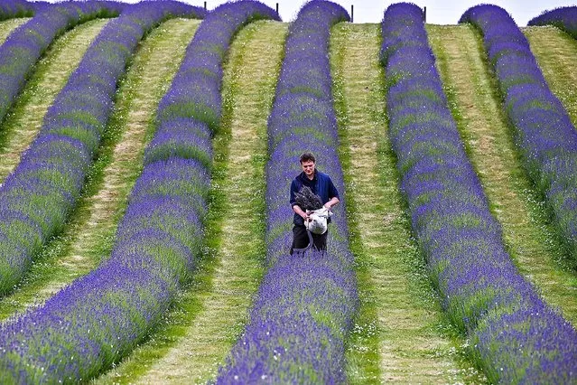 Rory Irwin walks through a field of English Lavender on June 30, 2021, in Kinross, Scotland. Scottish Lavender oils based at Tarhill Farm in Kinross, have been growing lavender along the banks of Loch Leven since 2015, the plant tends to flower between mid-June and early August. (Photo by Jeff J. Mitchell/Getty Images)