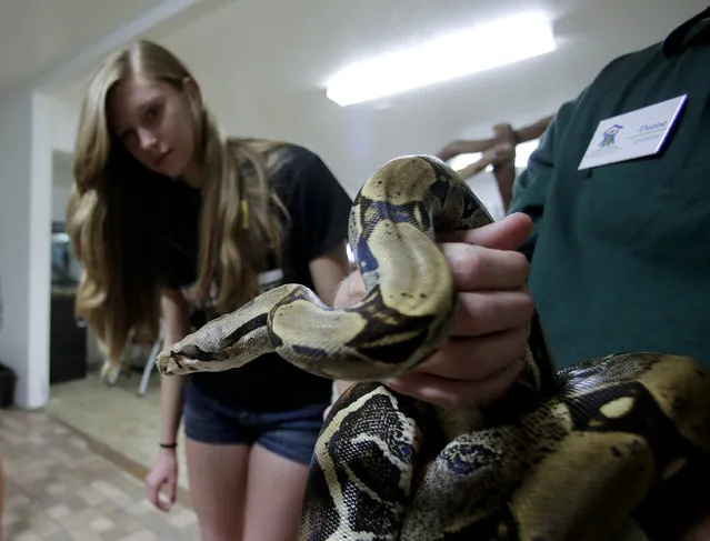 In this Monday, March 16, 2015 photo, Ashley Carter, 14, looks at a red-tailed boa constrictor during the Arizona Animal Welfare League & SPCA spring kids camp in Phoenix. Thousands of youngsters from 6 to 17 will attend similar summer camps this year at hundreds of animal shelters across the country. (Photo by Chris Carlson/AP Photo)