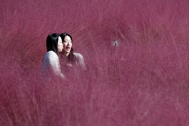 Women take a selfie in a pink muhly grass field at a park in Hanam, South Korea on October 16, 2023. (Photo by Kim Hong-Ji/Reuters)
