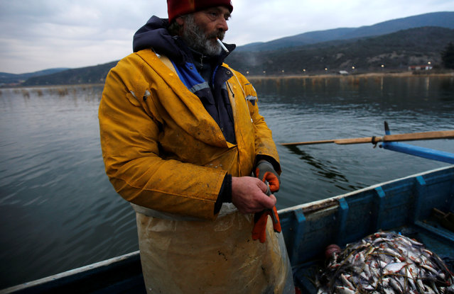 Fishermen collect their catch from a net at Dojran Lake, Macedonia, January 4, 2017. (Photo by Ognen Teofilovski/Reuters)