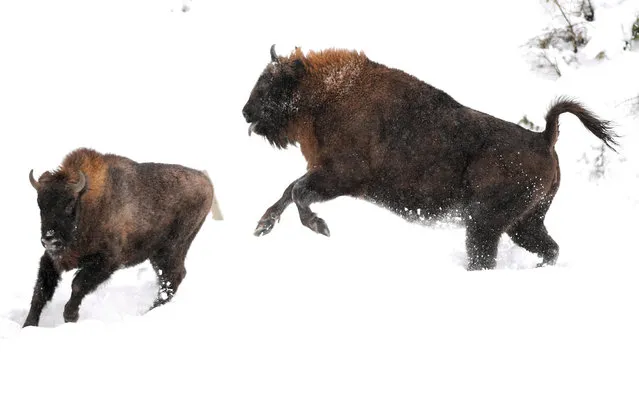 European bisons (also known as Wisent) at the Bison farm in Muczne, southeastern Poland, 30 December 2018. The Bison farm is a continuation of bison breeding in Bieszczady, which was started in 1963. Here visitors can admire the bison of Bialowieza-Caucasian line, also called the mountain race. The European Bison is the national animal of Poland. (Photo by Darek Delmanowicz/EPA/EFE)