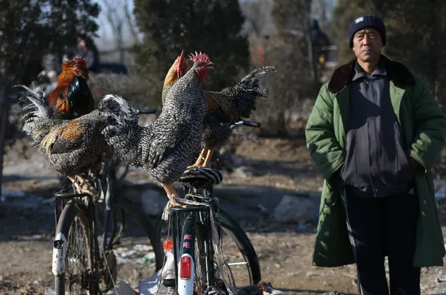A farmer sells cocks at a rural market in Puhe Village, Shenyang city, Liaoning province, China, 05 February 2016. Chinese return to their hometowns and buy foods preparing for the upcoming Chinese Lunar New Year. The holidays also called Spring Festival falls on 08 February 2016 and will mark the Year of the Monkey. (Photo by EPA)