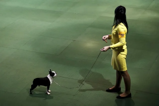 A handler stands in the ring with a Boston Terrier during judging at the 2016 Westminster Kennel Club Dog Show in the Manhattan borough of New York City, February 15, 2016. (Photo by Mike Segar/Reuters)