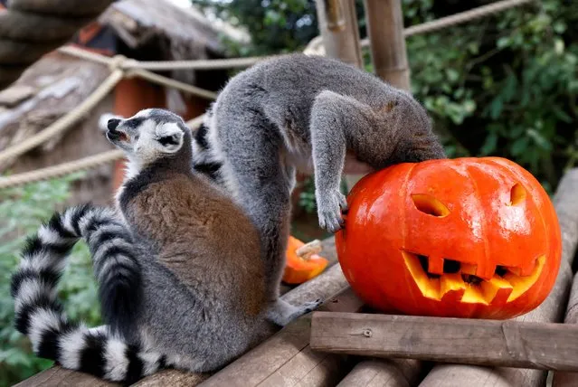Ring-tailed lemurs eat a pumpkin ahead of Halloween, at Pairi Daiza zoo in Brugelette, Belgium on October 28, 2022. (Photo by Yves Herman/Reuters)