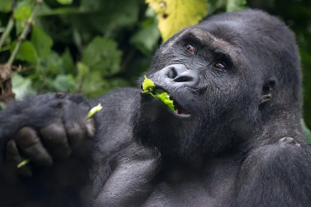 Silverback (dominant male)  Eastern Lowland Gorilla (gorilla beringei graueri) is feeding. Location: Kahuzi Biega National Park, South Kivu, DR Congo, Africa. Shot in wildlife. (Photo by Getty Images)