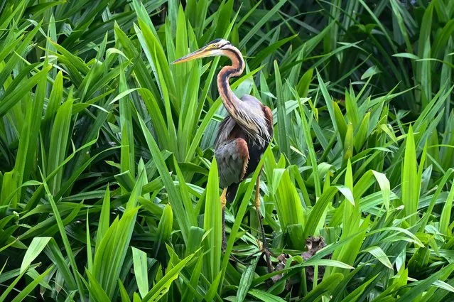 A purple heron peers out of the bushes next to the lake at Gardens by the Bay in Singapore on November 30, 2023. (Photo by Roslan Rahman/AFP Photo)