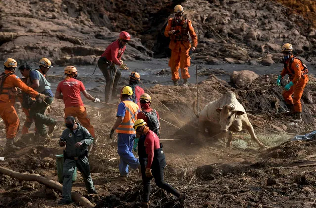 A cow is rescued after a tailings dam of Brazilian miner Vale SA collapsed in Brumadinho, Brazil on January 29, 2019. (Photo by Washington Alves/Reuters)