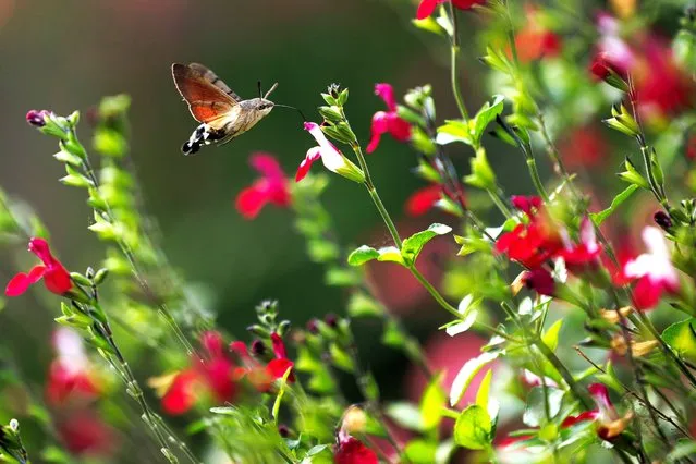 A hummingbird hawk moth feeds on salvia in a garden on September 26, 2023 in London, United Kingdom. Hummingbird hawk moths are an increasingly regular migrant moth usually seen in July and August, though warming weather has seen a growing number that are able to overwinter in the UK. (Photo by Dan Kitwood/Getty Images)