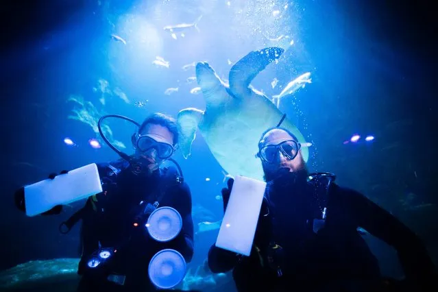 Aquarists clean windows at the Sea Life London Aquarium during the annual “count and clean” at the London attraction on Wednesday, December 13, 2023. (Photo by James Manning/PA Images via Getty Images)