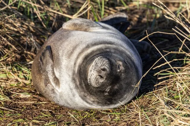 A young grey seal was washed up at Blakeney Point freshwater grazing marsh in Norfolk in the first decade of January 2024 by an overnight high tide. Blakeney Point is home to England’s largest grey seal colony with about 4,000 pups born each year. (Photo by Jack Hill/The Times)