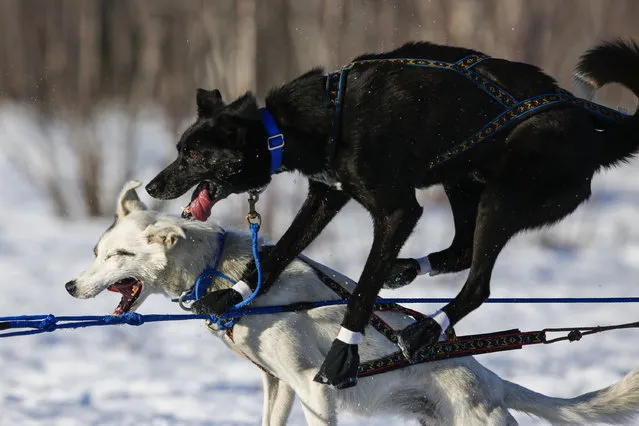 Martin Koenig's team gets tangled up after leaving the start chute at the restart of the Iditarod Trail Sled Dog Race in Willow, Alaska March 6, 2016. (Photo by Nathaniel Wilder/Reuters)