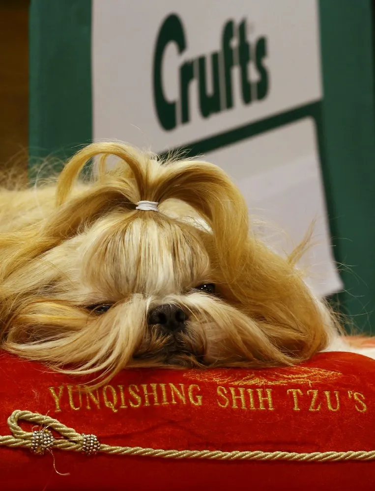 Crufts Dog Show in Birmingham