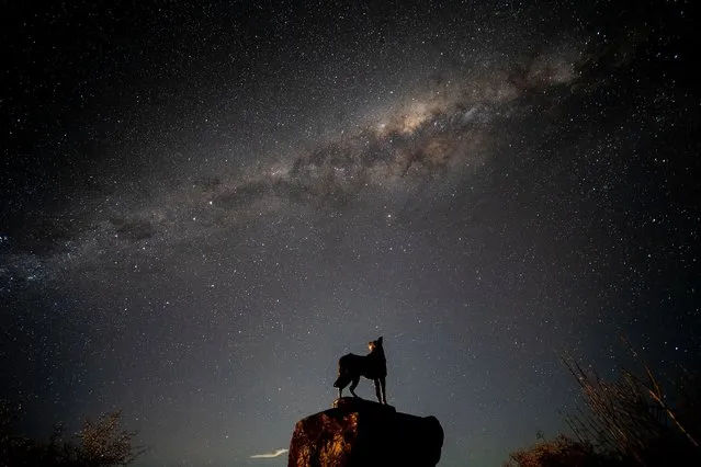 The Milky Way appears in the sky above the statue of a sheep dog in Lake Tekapo in the Mackenzie Country, South Island, New Zealand, on August 15, 2021. Lake Tekapo is one of the famous tourist attractions in South Island in New Zealand. (Photo by Sanka Vidanagama/NurPhoto/Rex Features/Shutterstock)