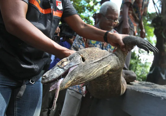 A police officer and a zoo employee take a Komodo dragon that was found dead in its cage for an autopsy, at Surabaya Zoo in Surabaya, East Java, Indonesia, Saturday, February 1, 2014. Indonesia's largest and problem-plagued zoo has been criticized over the deaths of scores of animals, including African lions and a Sumatran tiger, over the last few years. (Photo by AP Photo/Trisnadi)