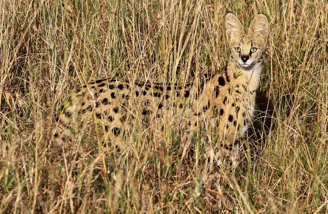A serval cat is seen in tall grass at the Maasai Mara National Reserve in Narok County, Kenya on July 16, 2021. (Photo by Monicah Mwangi/Reuters)