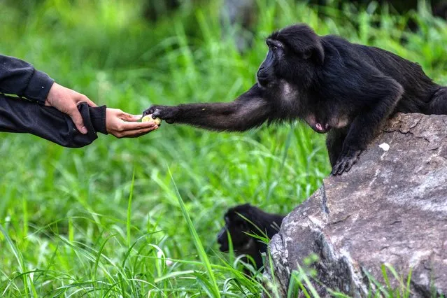 Although it has been banned by the government, people who pass in the Coffee Garden Mountain Area, Moutong parigi regency in Palu, Central Sulawesi on October 16, 2021 still feed black tonkean monkeys or tonkean monkeys (Macaca tonkeana). As a result, the behavior of these protected and wild animals is now changing. They are increasingly dependent on humans and are often on the streets which are very dangerous to their safety. (Photo by Adi Pranata/ZUMA Press Wire/Rex Features/Shutterstock)