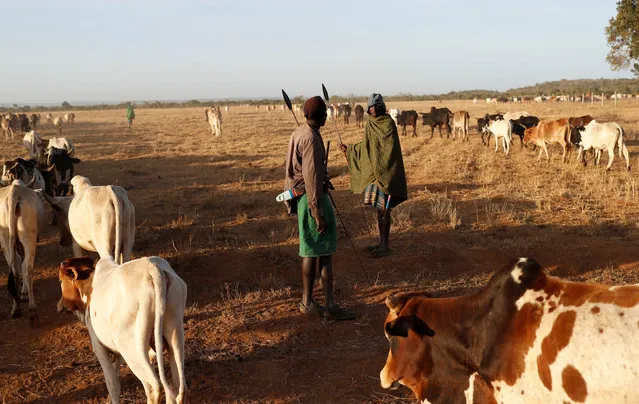 Samburu tribesmen and cattle herders walk with cows in Mugui conservancy, Kenya February 11, 2017. (Photo by Goran Tomasevic/Reuters)