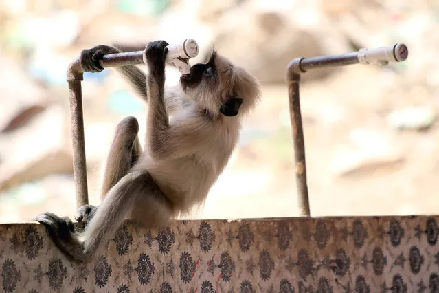 A langur monkey drinks water from a tap on a hot summer day on the outskirts of Ajmer in the Indian state of Rajasthan on May 9, 2019. (Photo by Himanshu Sharma/AFP Photo)