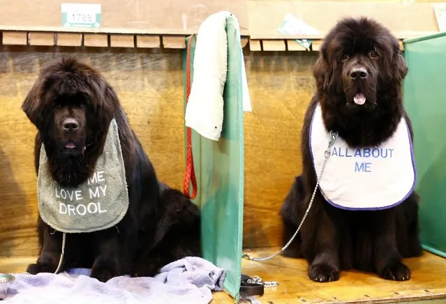 New Foundland dogs sit and await their class during the first day of the Crufts dog show in Birmingham, central England March 6, 2014. (Photo by Darren Staples/Reuters)