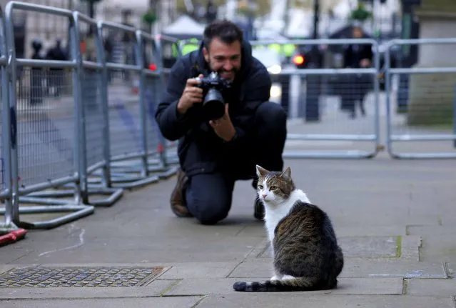 Larry the cat is photographed outside Downing Street in London, Britain November 30, 2021. Larry is a domestic cat who has served as Chief Mouser to the Cabinet Office of the United Kingdom at 10 Downing Street since 2011. (Photo by Tom Nicholson/Reuters)