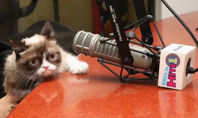 Grumpy Cat visits at SiriusXM Studios on October 9, 2015 in New York City. (Photo by Robin Marchant/Getty Images)