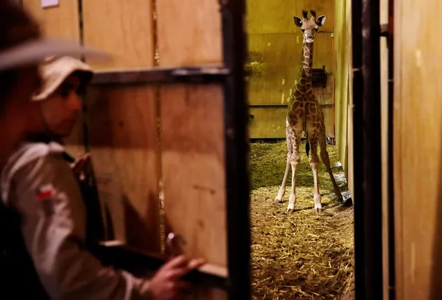 A baby giraffe, born a month ago, named Gema, is seen during a presentation to the media and public at Buin Zoo, on the outskirts of Santiago, Chile, May 17, 2019. (Photo by Pablo Sanhueza/Reuters)