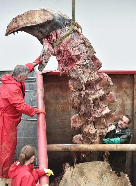 The spine of a sperm whale is pulled out of a container by taxidermists Ralf Blakey (L) and Stefan Streit (R), and trainee Jennifer Hennemann at the Institute for Veterinary Medicine at Justus Liebieg University in Giessen, Germany, 07 April 2016. The skeleton of the whale was stored for three months in a water bath so that the rest of the flesh and tissue could dissolve for preservation. The whale is one of a dozen that died in January in the North Sea. (Photo by Arne Dedert/EPA)