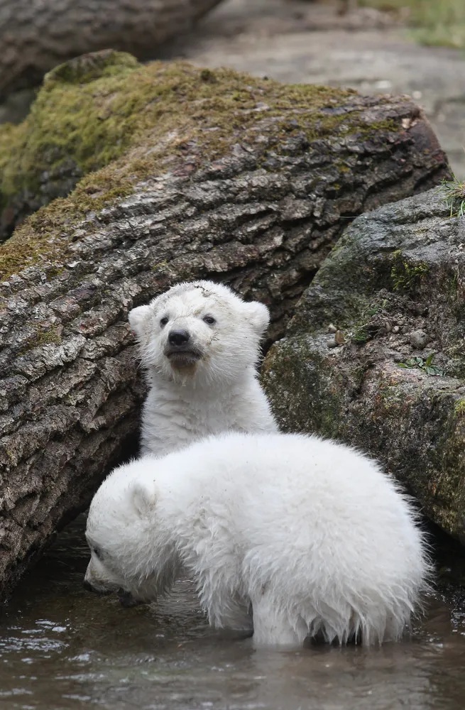 Hellabrunn Zoo Unveils Polar Bear Cubs