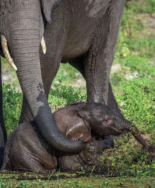 This cute elephant calf was spotted after it got stuck in a pool of water and required a helping trunk from its mum to get out. The young calf looked like it was having an incredible time however, as it frolicked about in the water and could have done with some waterproofs to boot. But mum clearly knew best with her tot, when she wrapped her trunk around the youngsters body and hoisted it out of the pool. The incident which took place on the Chobe River, Botswana, was captured by Neal Cooper, 50, a professional photographer from South Africa. (Photo by Neal Cooper/Caters News)