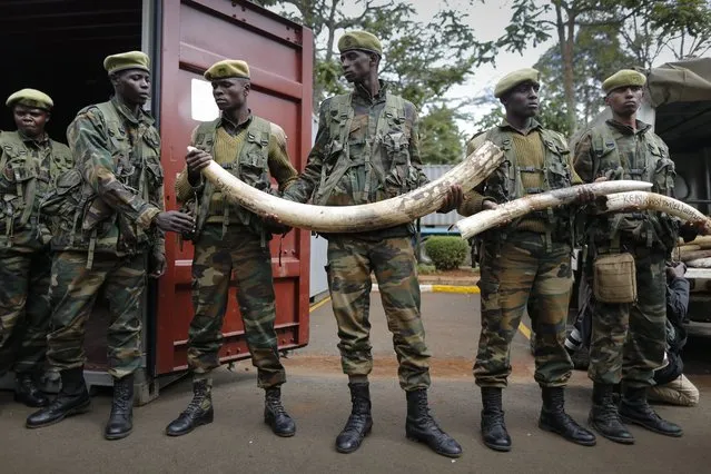 Kenya Wildlife Service (KWS) rangers pose as they relay tusks into a container at the KWS headquarters in Nairobi, Kenya, 15 April 2016. Containers loaded with ivory tusks from various parts of the country like Mombasa, Voi, Nanyuki and other places arrived at the KWS headquarters in Nairobi on 15 April ahead of the ivory burning event on 30 April 2016 where 105 tonnes of ivory is set to be burned. This would be the single biggest haul ever to be burned. (Photo by Dai Kurokawa/EPA)