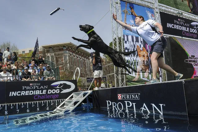 Forest, a Labrador Retriever from Commerce Township, Mich., competes in the Diving Dog competition of the Purina Pro Plan Incredible Dog Challenge at Centennial Olympic Park in Atlanta on Saturday, April 5, 2014. (Photo by John Amis/AP Images for Purina Pro Plan)