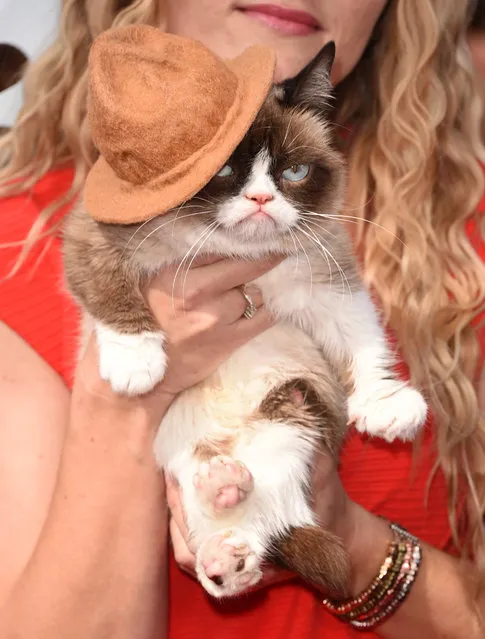 Grumpy Cat attends the 2014 MTV Movie Awards at Nokia Theatre L.A. Live on April 13, 2014 in Los Angeles, California. (Photo by Jason Merritt/Getty Images for MTV)