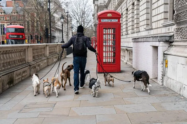 A man ctakes his dogs for a walk in Westminster on an overcast day in London, United Kingdom on January 21, 2022, as the cold spell continures with low temperatures. (Photo by Amer Ghazzal/Alamy Live News)
