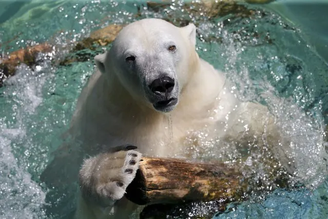 Female polar bear Anori she cools off during a hot summer day at the zoo of Wuppertal, Germany, Jul 2, 2015. (Photo by Wolfgang Rattay/Reuters)