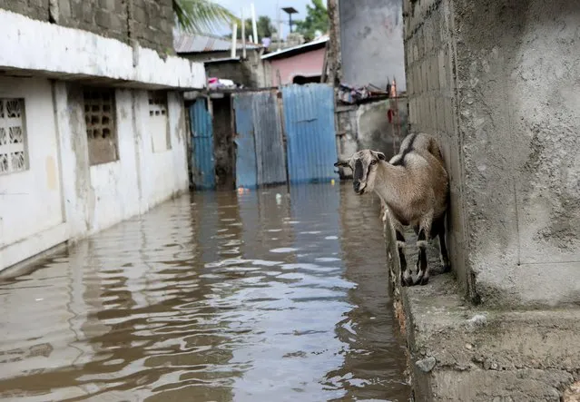 A goat is seen in a flooded street following two days of heavy rains that have swollen rivers and damaged homes, in Cap-Haitien, Haiti on February 1, 2022. (Photo by Ralph Tedy Erol/Reuters)