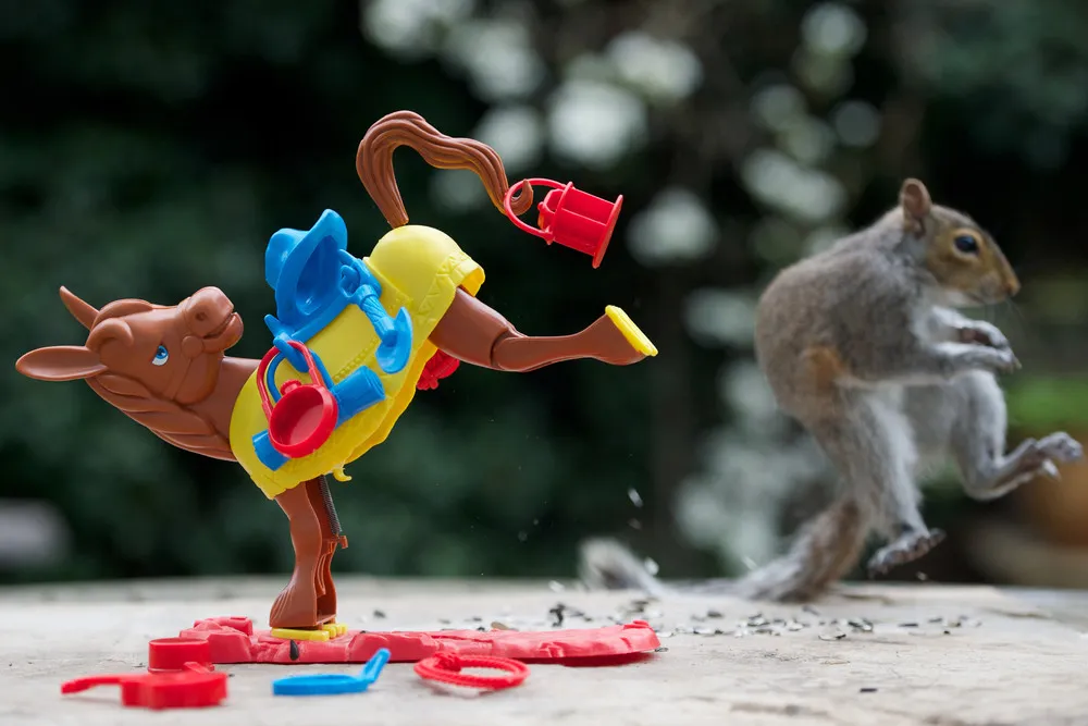 Curious Squirrels by Photographer Max Ellis