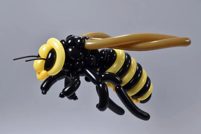 Wasp by Masayoshi Matsumoto. (Photo by Masayoshi Matsumoto/Caters News Agency)