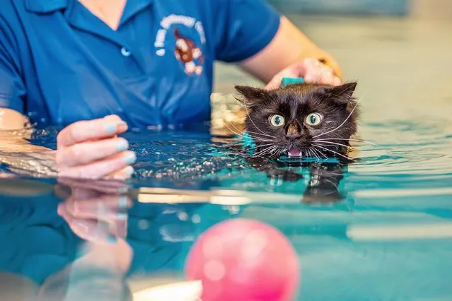 Rocky the cat's recovery from a nerve condition in his legs is coming along swimmingly – thanks to regular hydrotherapy sessions at a 20ft-long swimming pool in United Kingdom in the second decade of March 2022. The two-year-old wears a life vest to help keep him afloat and needs a plastic toy to lure him from one end of the pool to the other. (Photo by Max Willcock/BNPS Press Agency)