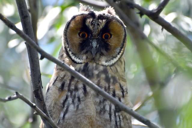 The long-eared owl (Asio otus) is seen on a tree in Kars, Turkiye on July 13, 2024. (Photo by Huseyin Demirci/Anadolu via Getty Images)