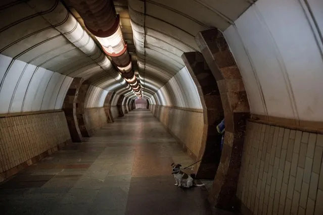A woman and her dog are seen inside in a metro station used as a shelter from shelling, amid Russia's attack on Ukraine, in Kharkiv, Ukraine, April 11, 2022. (Photo by Alkis Konstantinidis/Reuters)