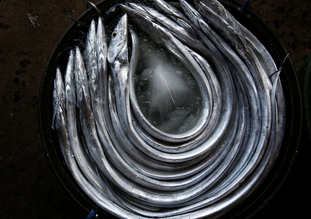Fish locally known as “Espada” (Spade) are pictured at a wholesale market at Navotas Fish Port in  Navotas, Metro Manila, in the Philippines May 21, 2016. (Photo by Erik De Castro/Reuters)