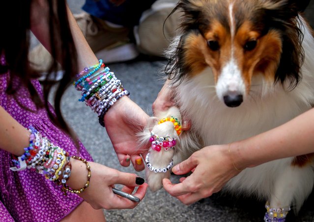 A dog is decorated with bracelets in the city centre in Vienna on Thursday, August 8, 2024. Organizers of three Taylor Swift concerts in the stadium in Vienna this week called them off on Wednesday after officials announced arrests over an apparent plot to launch an attack on an event in the Vienna area such as the concerts. (Photo by Heinz-Peter Bader/AP Photo)